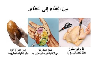 ‫الغذاء‬ ‫إلى‬ ‫الغذاء‬ ‫من‬.
 