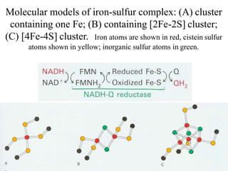 Biological Oxidation (Electron Transport Chain) | PPTX