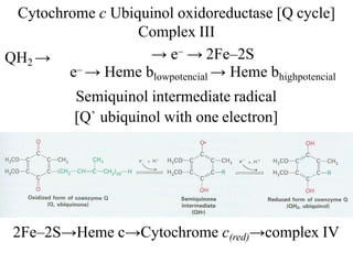 Cytochrome c Ubiquinol oxidoreductase [Q cycle]
Complex III
QH2 →
–→ e → 2Fe–2S
2Fe–2S→Heme c→Cytochrome c(red)→complex IV
e– → Heme blowpotencial → Heme bhighpotencial
Semiquinol intermediate radical
[Q` ubiquinol with one electron]
 