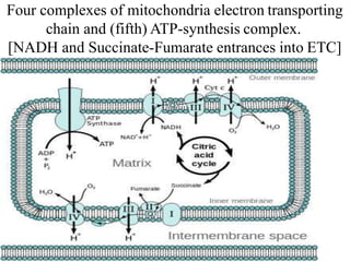 Biological Oxidation (Electron Transport Chain) | PPT