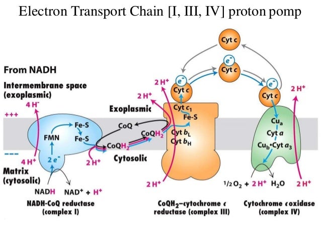 Biological Oxidation (Electron Transport Chain)