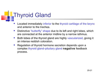 20-21
Thyroid Gland
 Located immediately inferior to the thyroid cartilage of the larynx
and anterior to the trachea.
 D...