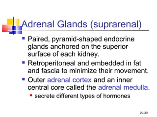 20-30
Adrenal Glands (suprarenal)
 Paired, pyramid-shaped endocrine
glands anchored on the superior
surface of each kidne...