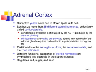 20-31
Adrenal Cortex
 Distinctive yellow color due to stored lipids in its cell.
 Synthesize more than 25 different ster...