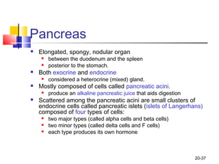 20-37
Pancreas
 Elongated, spongy, nodular organ
 between the duodenum and the spleen
 posterior to the stomach.
 Both...