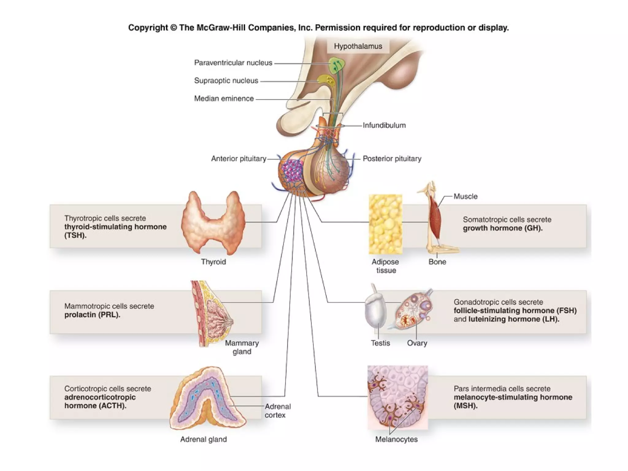 Histology of Endocrine system | PPT