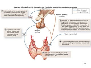 Histology of Endocrine system | PPT