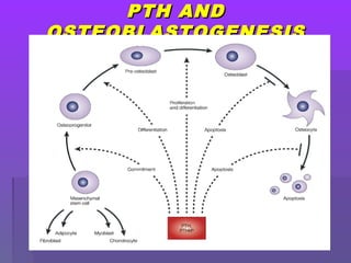 PTH ANDPTH AND
OSTEOBLASTOGENESISOSTEOBLASTOGENESIS
 