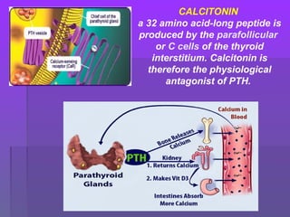 CALCITONIN
a 32 amino acid-long peptide is
produced by the parafollicular
or C cells of the thyroid
interstitium. Calcitonin is
therefore the physiological
antagonist of PTH.
 