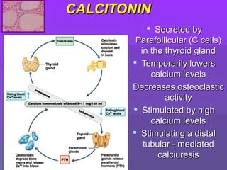 CALCITONINCALCITONIN
 Secreted bySecreted by
Parafollicular (C cells)Parafollicular (C cells)
in the thyroid glandin the thyroid gland
 Temporarily lowersTemporarily lowers
calcium levelscalcium levels
 Decreases osteoclasticDecreases osteoclastic
activityactivity
 Stimulated by highStimulated by high
calcium levelscalcium levels
 Stimulating a distalStimulating a distal
tubular - mediatedtubular - mediated
calciuresiscalciuresis
 
