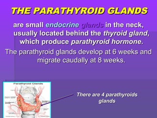 THE PARATHYROID GLANDSTHE PARATHYROID GLANDS
are smallare small endocrineendocrine glandsglands in the neck,in the neck,
usually located behind theusually located behind the thyroid glandthyroid gland,,
which producewhich produce parathyroid hormoneparathyroid hormone..
The parathyroid glands develop at 6 weeks andThe parathyroid glands develop at 6 weeks and
migrate caudally at 8 weeks.migrate caudally at 8 weeks.
There are 4 parathyroidsThere are 4 parathyroids
glandsglands
 
