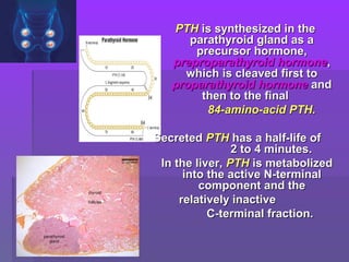 PTHPTH is synthesized in theis synthesized in the
parathyroid gland as aparathyroid gland as a
precursor hormone,precursor hormone,
preproparathyroid hormonepreproparathyroid hormone,,
which is cleaved first towhich is cleaved first to
proparathyroid hormoneproparathyroid hormone andand
then to the finalthen to the final
84-amino-acid PTH.84-amino-acid PTH.
SecretedSecreted PTHPTH has a half-life ofhas a half-life of
2 to 4 minutes.2 to 4 minutes.
In the liver,In the liver, PTHPTH is metabolizedis metabolized
into the active N-terminalinto the active N-terminal
component and thecomponent and the
relatively inactiverelatively inactive
C-terminal fraction.C-terminal fraction.
 