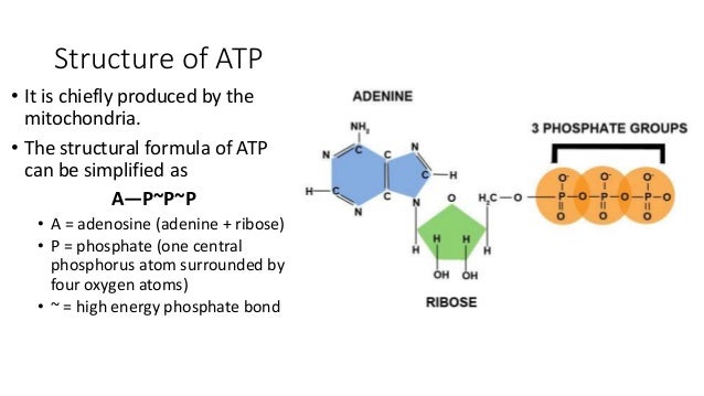6.1 adenosine triphosphate UEC senior 1 biology 独中高一生物