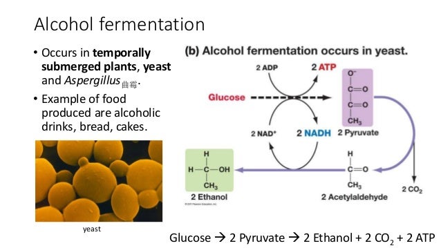 effect glucose concentration anaerobic respiration yeast The effect of temperature on the anaerobic respiration of yeast read about anaerobic respiration in yeast recover from the effects in anaerobic respiration . effect glucose concentration anaerobic respiration yeast The effect of temperature on the anaerobic respiration of yeast read about anaerobic respiration in yeast recover from the effects in anaerobic respiration .