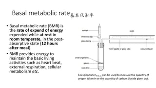 6.2.3 basal metabolic rate | PPTX