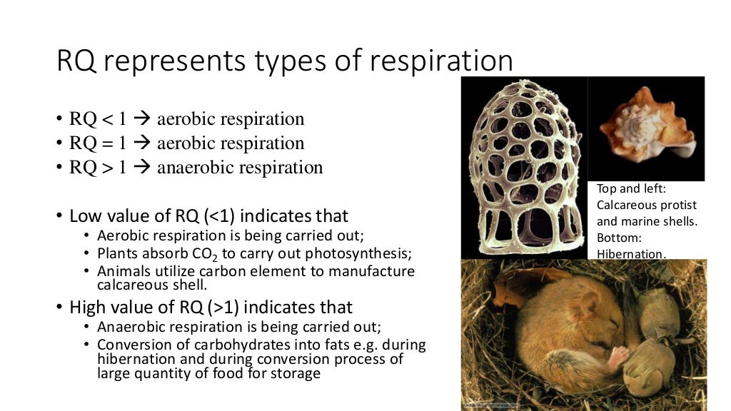 6.4.2 respiratory quotient UEC Biology Senior 1