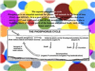 The aquatic phosphorus cycle
Phosphorus is an essential nutrient for plants and animals in the form of ions
PO43- and HPO42-. It is a part of DNA-molecules, of molecules that store
energy (ATP and ADP) and of fats of cell membranes. Phosphorus is also a
building block of certain parts of the human and animal body, such as the
bones and teeth.
 