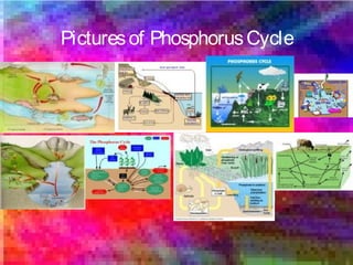 Picturesof PhosphorusCycle
 