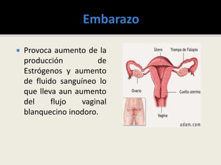  Provoca aumento de la
producción de
Estrógenos y aumento
de fluido sanguíneo lo
que lleva aun aumento
del flujo vaginal
blanquecino inodoro.
 