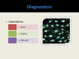  Laboratorio.
• Gram
• Cultivo
• PCR-LCR
 