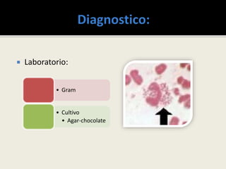  Laboratorio:
• Gram
• Cultivo
• Agar-chocolate
 