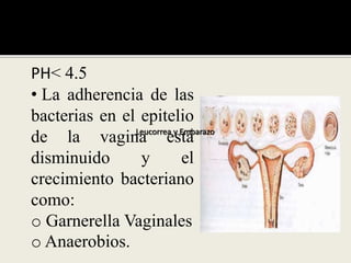 PH< 4.5
• La adherencia de las
bacterias en el epitelio
de la vagina está
disminuido y el
crecimiento bacteriano
como:
o Garnerella Vaginales
o Anaerobios.
Leucorrea y EmbarazoLeucorrea y Embarazo
 