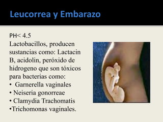 PH< 4.5
Lactobacillos, producen
sustancias como: Lactacin
B, acidolin, peróxido de
hidrogeno que son tóxicos
para bacterias como:
• Garnerella vaginales
• Neiseria gonorreae
• Clamydia Trachomatis
•Trichomonas vaginales.
 