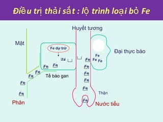 Đi u tr th i s t : l trình lo i b Feề ị ả ắ ộ ạ ỏ
Mật
Đại thực bào
Nước tiểu
Fe
Fe dự trữ
Tế bào gan
Fe
Fe Fe
Fe
Fe
Fe
Fe
Fe
FeFe
Fe
Fe
Fe
Fe
Huyết tương
Phân
Thận
Fe
 