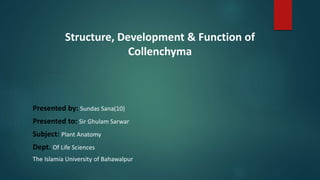 Structure, Development & Function of
Collenchyma
Presented by: Sundas Sana(10)
Presented to: Sir Ghulam Sarwar
Subject: Plant Anatomy
Dept. Of Life Sciences
The Islamia University of Bahawalpur
 