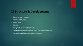  Structure & Development:
• Large central vacuole.
• Prominent nucleus.
• Living cells.
• Flexible.
• Irregularly thickened cell walls.
• Thick primary cell wall made up of cellulose and pectin.
• Secondary wall deposition starts in them.