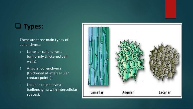 Structure, Development & Function of Collenchyma