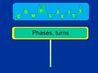 C X
E
L
P
M
O
T
I Y
Phases, turns
 
