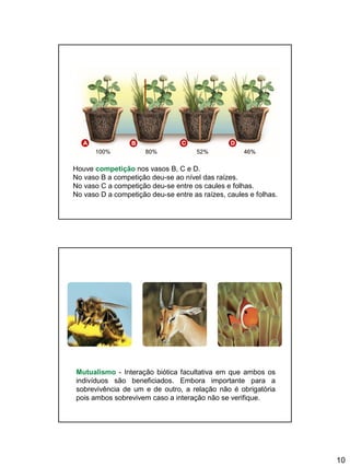 10
Houve competição nos vasos B, C e D.
No vaso B a competição deu-se ao nível das raízes.
No vaso C a competição deu-se entre os caules e folhas.
No vaso D a competição deu-se entre as raízes, caules e folhas.
100% 80% 52% 46%
A B C D
Mutualismo - Interação biótica facultativa em que ambos os
indivíduos são beneficiados. Embora importante para a
sobrevivência de um e de outro, a relação não é obrigatória
pois ambos sobrevivem caso a interação não se verifique.
 