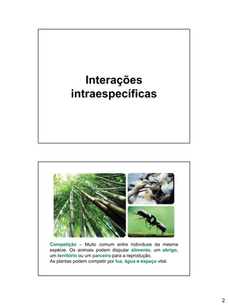 2
Interações
intraespecíficas
Competição – Muito comum entre indivíduos da mesma
espécie. Os animais podem disputar alimento, um abrigo,
um território ou um parceiro para a reprodução.
As plantas podem competir por luz, água e espaço vital.
 