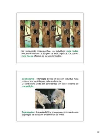 3
Na competição intraespecífica, os indivíduos mais fortes
vencem o confronto e atingem os seus objetivos. Os outros,
mais fracos, afastam-se ou são eliminados.
Canibalismo – Interacção biótica em que um indivíduo mata
outro da sua espécie para dele se alimentar.
O canibalismo pode ser considerado um caso extremo de
competição.
Cooperação – Interação biótica em que os membros de uma
população se associam em benefício de todos.
 