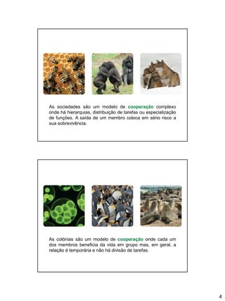 4
As sociedades são um modelo de cooperação complexo
onde há hierarquias, distribuição de tarefas ou especialização
de funções. A saída de um membro coloca em sério risco a
sua sobrevivência.
As colónias são um modelo de cooperação onde cada um
dos membros beneficia da vida em grupo mas, em geral, a
relação é temporária e não há divisão de tarefas.
 