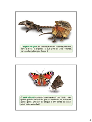 6
O lagarto-de-gola, na presença de um possível predador,
abre o boca e expande a sua gola de pele colorida,
parecendo muito maior do que é.
O pavão-diurno apresenta manchas em forma de olho para
que os predadores sintam que incomodaram um animal de
grande porte. Em caso de ataque, o alvo serão as asas e
não o corpo vulnerável.
 