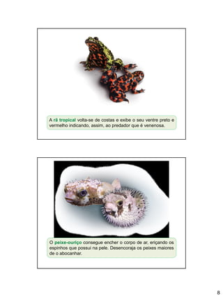 8
A rã tropical volta-se de costas e exibe o seu ventre preto e
vermelho indicando, assim, ao predador que é venenosa.
O peixe-ouriço consegue encher o corpo de ar, eriçando os
espinhos que possui na pele. Desencoraja os peixes maiores
de o abocanhar.
 