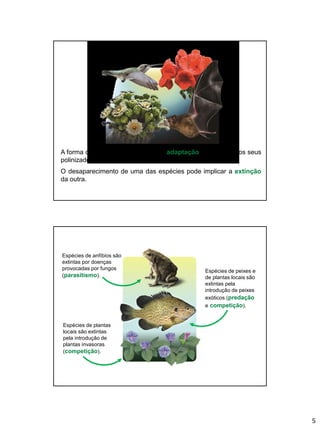5
A forma de certas flores revela uma adaptação aos corpos dos seus
polinizadores.
O desaparecimento de uma das espécies pode implicar a extinção
da outra.
Espécies de anfíbios são
extintas por doenças
provocadas por fungos
(parasitismo).
Espécies de peixes e
de plantas locais são
extintas pela
introdução de peixes
exóticos (predação
e competição).
Espécies de plantas
locais são extintas
pela introdução de
plantas invasoras
(competição).
 