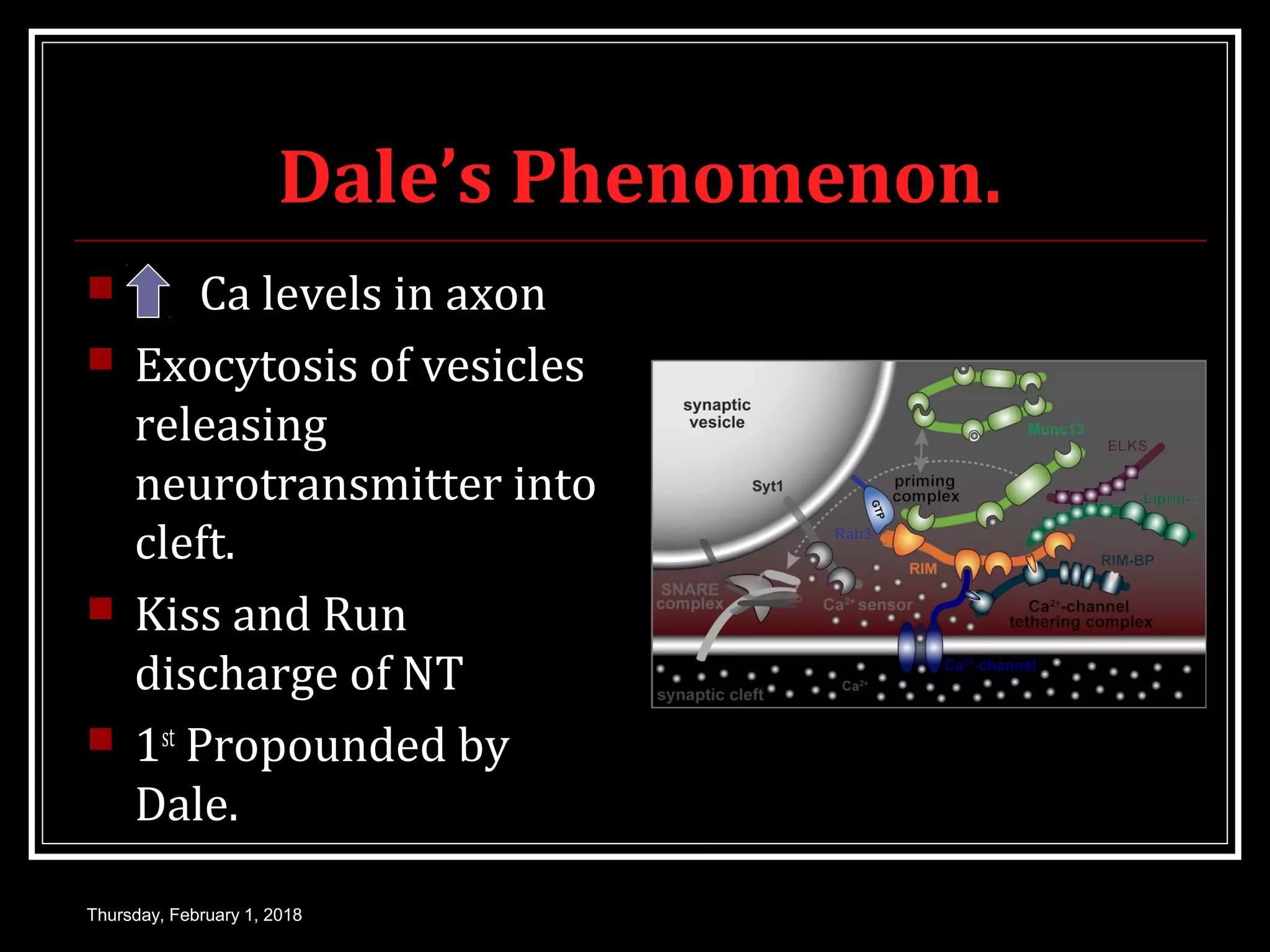 Dale’s Phenomenon.
 Ca levels in axon
 Exocytosis of vesicles
releasing
neurotransmitter into
cleft.
 Kiss and Run
discharge of NT
 1st
Propounded by
Dale.
Thursday, February 1, 2018
 