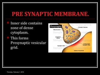 PRE SYNAPTIC MEMBRANE.
 Inner side contains
zone of dense
cytoplasm.
 This forms
Presynaptic vesicular
grid.
Thursday, February 1, 2018
 