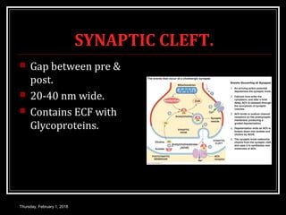 SYNAPTIC CLEFT.
 Gap between pre &
post.
 20-40 nm wide.
 Contains ECF with
Glycoproteins.
Thursday, February 1, 2018
 