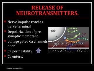 RELEASE OF
NEUROTRANSMITTERS.
 Nerve impulse reaches
nerve terminal
 Depolarization of pre
synaptic membrane
 voltage gated Ca channels
open
 Ca permeability
 Ca enters.
Thursday, February 1, 2018
 