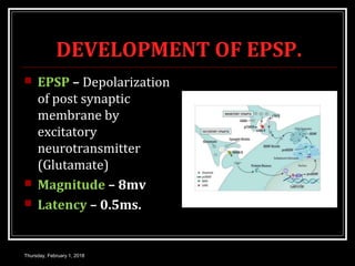 DEVELOPMENT OF EPSP.
 EPSP – Depolarization
of post synaptic
membrane by
excitatory
neurotransmitter
(Glutamate)
 Magnitude – 8mv
 Latency – 0.5ms.
Thursday, February 1, 2018
 