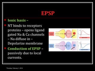 EPSP
 Ionic basis –
 NT binds to receptors
proteins – opens ligand
gated Na & Ca channels
– Na diffuse in –
Depolarize membrane
 Conduction of EPSP –
passively due to local
currents.
Thursday, February 1, 2018
 