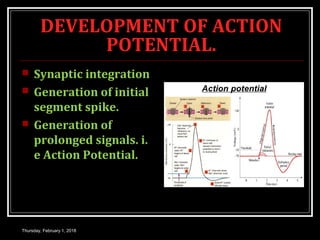 DEVELOPMENT OF ACTION
POTENTIAL.
 Synaptic integration
 Generation of initial
segment spike.
 Generation of
prolonged signals. i.
e Action Potential.
Thursday, February 1, 2018
 