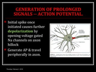 GENERATION OF PROLONGED
SIGNALS -- ACTION POTENTIAL.
 Initial spike once
initiated causes further
depolarization by
opening voltage gated
Na channels on axon
hillock
 Generate AP & travel
peripherally in axon.
Thursday, February 1, 2018
 