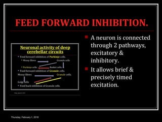 FEED FORWARD INHIBITION.
 A neuron is connected
through 2 pathways,
excitatory &
inhibitory.
 It allows brief &
precisely timed
excitation.
Thursday, February 1, 2018
 