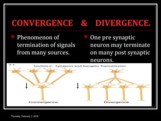 CONVERGENCE & DIVERGENCE.
 Phenomenon of
termination of signals
from many sources.
 One pre synaptic
neuron may terminate
on many post synaptic
neurons.
Thursday, February 1, 2018
 