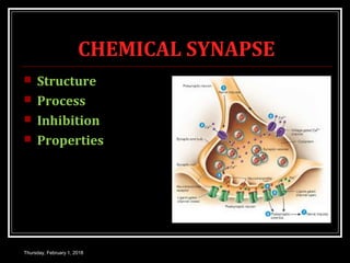 CHEMICAL SYNAPSE
 Structure
 Process
 Inhibition
 Properties
Thursday, February 1, 2018
 